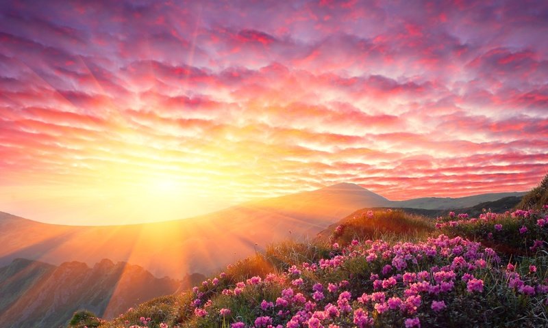 Обои небо, цветы, облака, горы, солнце, закат, лучи, the sky, flowers, clouds, mountains, the sun, sunset, rays разрешение 3008x3005 Загрузить