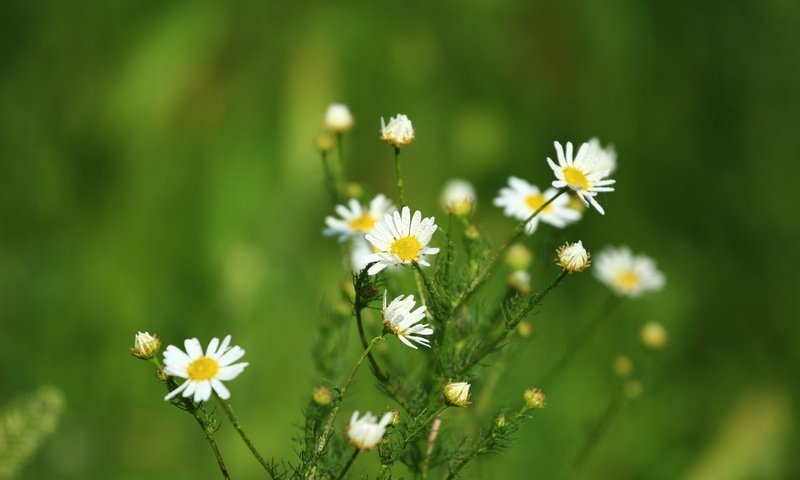 Обои цветы, зелень, фон, лето, ромашки, flowers, greens, background, summer, chamomile разрешение 1920x1280 Загрузить