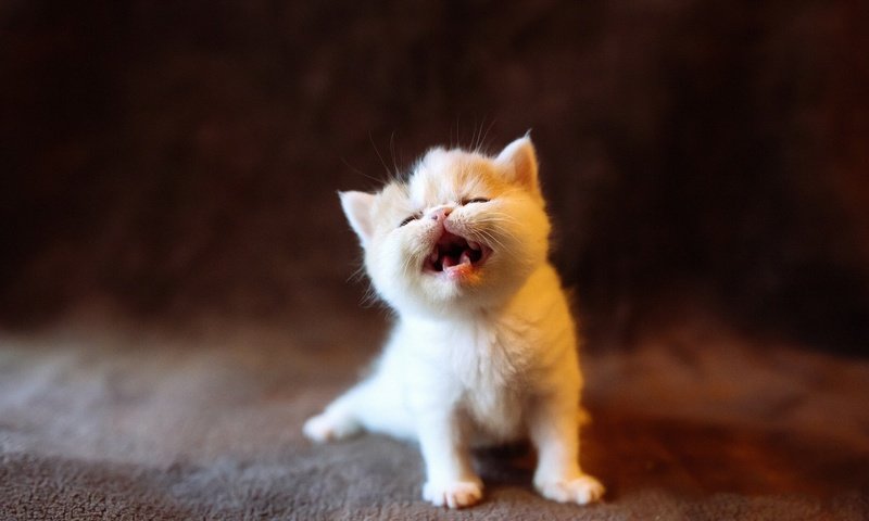 Обои кот, мордочка, усы, кошка, взгляд, котенок, малыш, cat, muzzle, mustache, look, kitty, baby разрешение 2300x1293 Загрузить