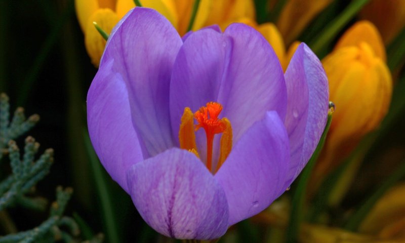 Обои макро, лепестки, весна, крокус, macro, petals, spring, krokus разрешение 4824x3030 Загрузить