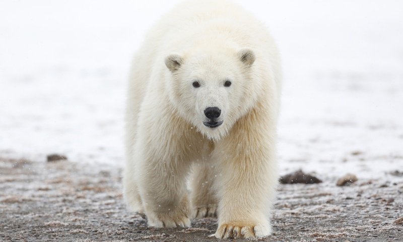 Обои морда, белый медведь, арктика, снег, природа, зима, лапы, полярный медведь, взгляд, медведь, face, arctic, snow, nature, winter, paws, polar bear, look, bear разрешение 3000x1688 Загрузить