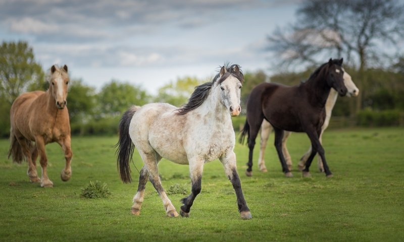 Обои небо, кони, трава, лужайка, облака, деревья, природа, лето, луг, лошади, the sky, horses, grass, lawn, clouds, trees, nature, summer, meadow, horse разрешение 4704x2646 Загрузить