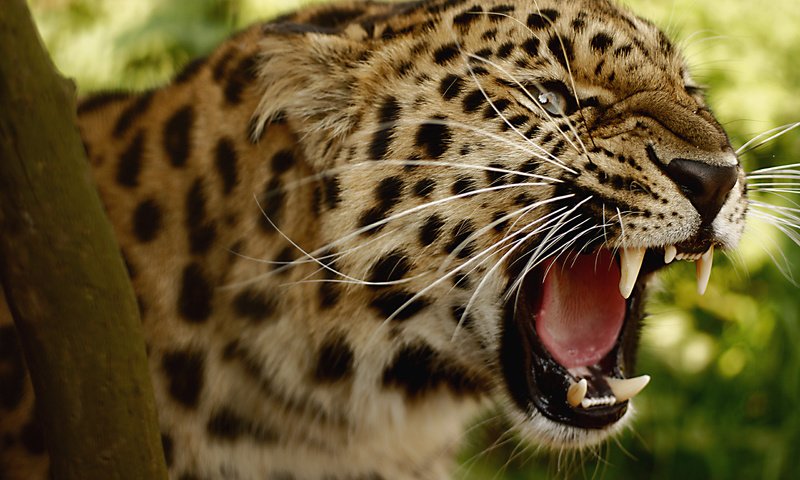 Обои леопард, клыки, хищник, большая кошка, оскал, угроза, leopard, fangs, predator, big cat, grin, the threat разрешение 2560x1700 Загрузить