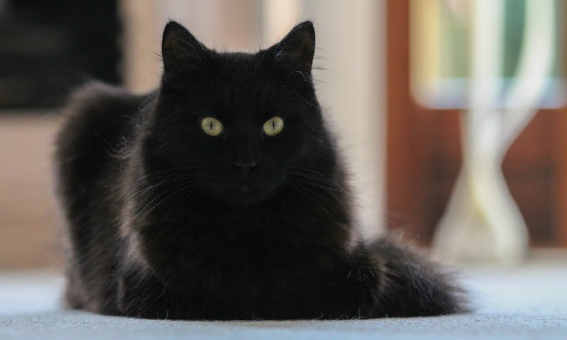 Обои кот, мордочка, усы, кошка, взгляд, черный кот, cat, muzzle, mustache, look, black cat разрешение 3840x2400 Загрузить