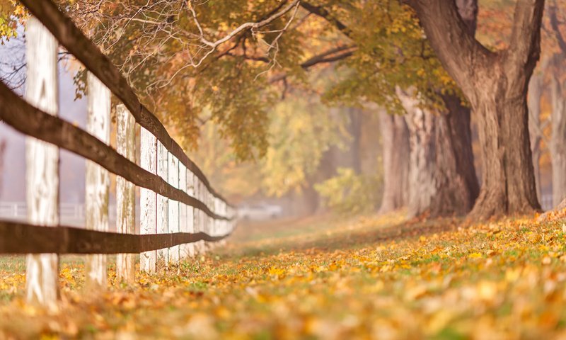 Обои деревья, листья, ветки, стволы, осень, забор, trees, leaves, branches, trunks, autumn, the fence разрешение 2048x1365 Загрузить
