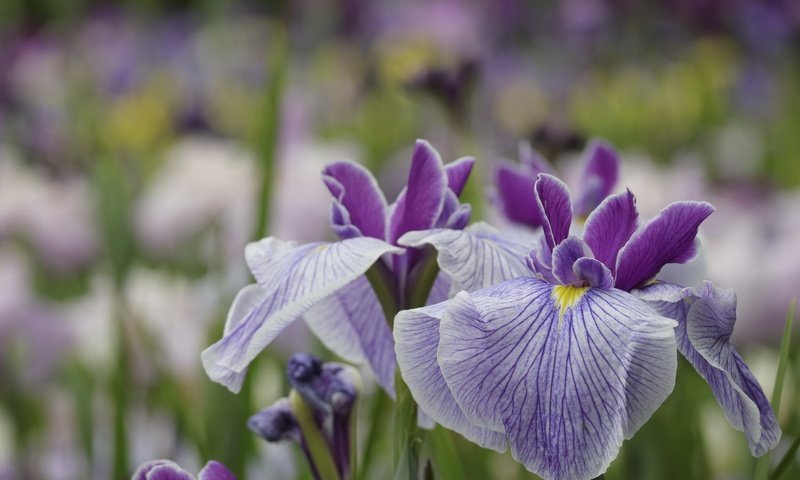 Обои цветы, макро, лепестки, сад, размытость, ирис, flowers, macro, petals, garden, blur, iris разрешение 1920x1280 Загрузить