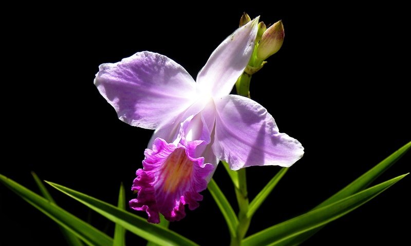 Обои листья, макро, фон, цветок, лепестки, черный фон, орхидея, leaves, macro, background, flower, petals, black background, orchid разрешение 3000x1834 Загрузить