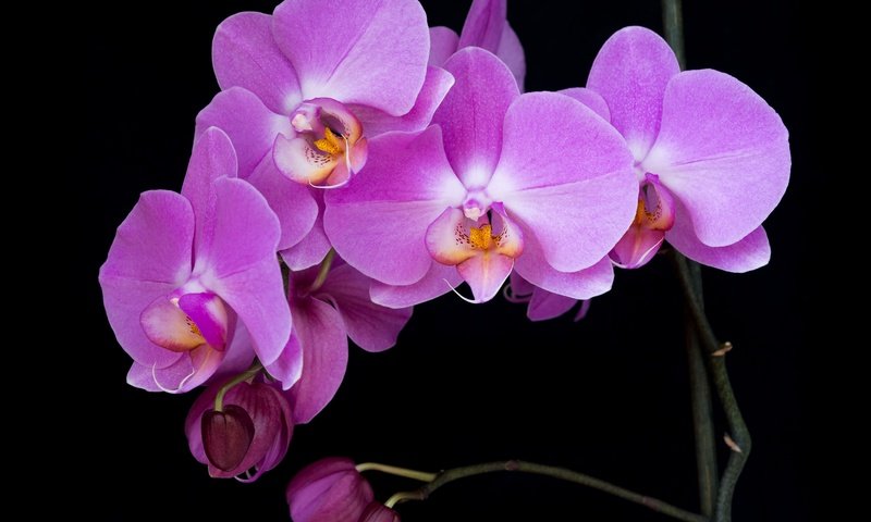 Обои ветка, макро, фон, цветок, лепестки, черный фон, орхидея, branch, macro, background, flower, petals, black background, orchid разрешение 5167x3875 Загрузить
