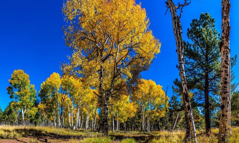 Обои небо, деревья, лес, березы, осень, сосна, осина, the sky, trees, forest, birch, autumn, pine, aspen разрешение 2048x1320 Загрузить