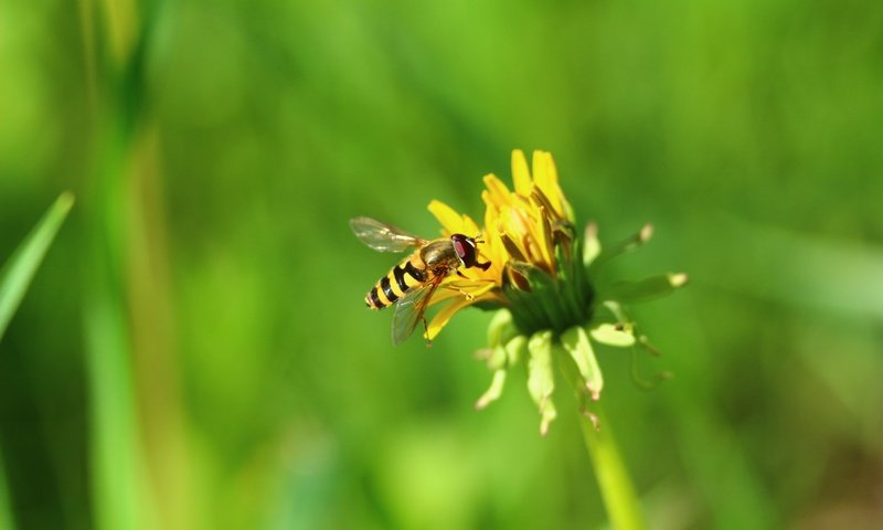 Обои природа, зелень, насекомое, цветок, одуванчик, муха, пчеловидная муха, nature, greens, insect, flower, dandelion, fly, pchelovodny fly разрешение 1920x1280 Загрузить