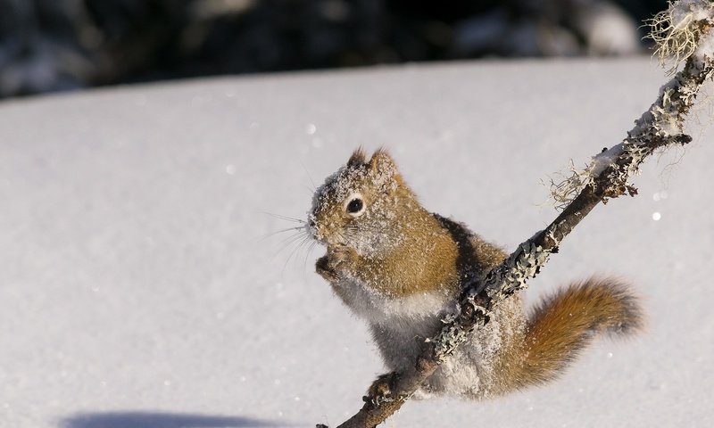Обои снег, природа, зима, белка, белочка, грызун, snow, nature, winter, protein, squirrel, rodent разрешение 2048x1296 Загрузить