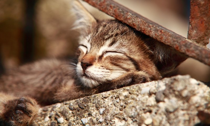 Обои кот, мордочка, усы, кошка, сон, котенок, cat, muzzle, mustache, sleep, kitty разрешение 2048x1280 Загрузить