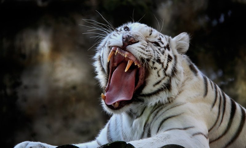 Обои тигр, клыки, хищник, животное, язык, пасть, белый тигр, tiger, fangs, predator, animal, language, mouth, white tiger разрешение 5028x3244 Загрузить
