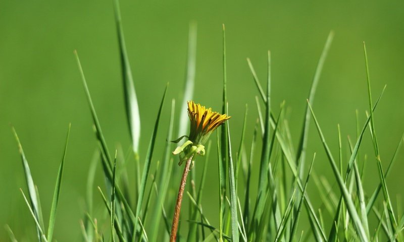 Обои трава, зелень, цветок, одуванчик, grass, greens, flower, dandelion разрешение 1920x1280 Загрузить