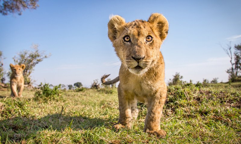 Обои поле, взгляд, лев, малыш, дикая природа, львёнок, field, look, leo, baby, wildlife, lion разрешение 2000x1304 Загрузить