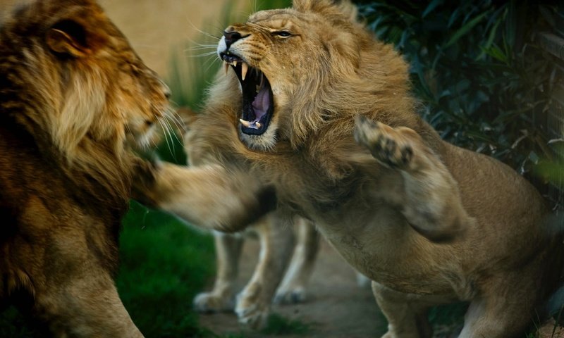 Обои животные, львы, разборки, хищники, драка, animals, lions, showdown, predators, fight разрешение 2048x1247 Загрузить