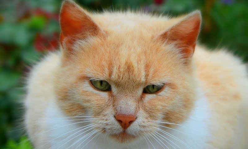 Обои кот, мордочка, усы, кошка, взгляд, зеленые глаза, cat, muzzle, mustache, look, green eyes разрешение 2500x1603 Загрузить