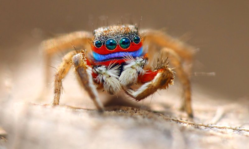 Обои глаза, макро, насекомое, паук, волоски, лапки, eyes, macro, insect, spider, hairs, legs разрешение 1920x1105 Загрузить