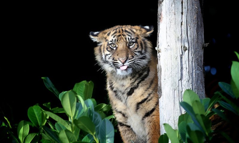 Обои тигр, хищник, большая кошка, gary brookshaw, tiger, predator, big cat разрешение 1920x1200 Загрузить