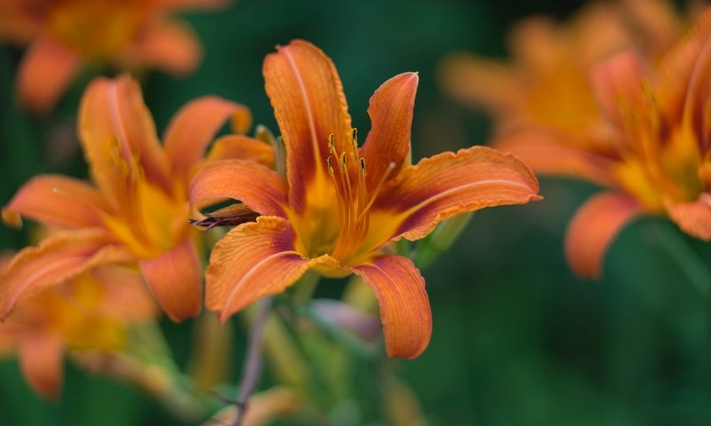 Обои цветы, цветение, лепестки, размытость, лилии, flowers, flowering, petals, blur, lily разрешение 2048x1363 Загрузить