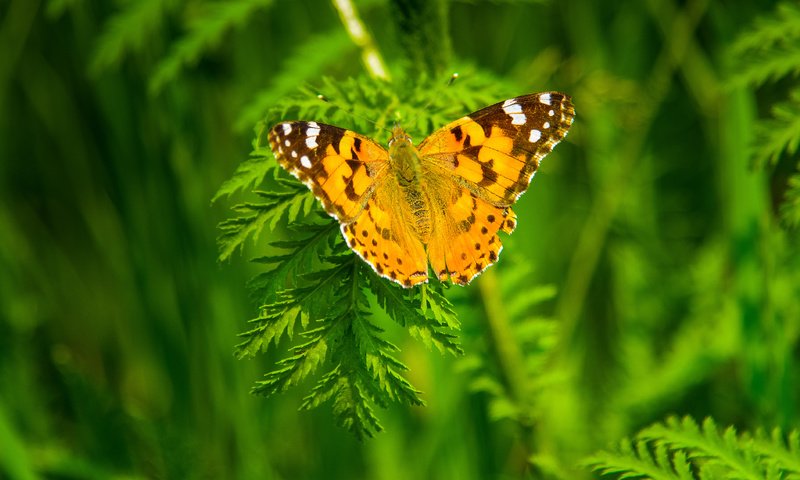 Обои растения, насекомое, бабочка, крылья, размытость, plants, insect, butterfly, wings, blur разрешение 4503x2533 Загрузить