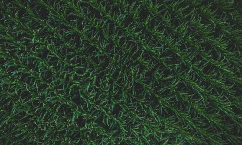Обои трава, текстура, зелёный, растение, шаблон, grass, texture, green, plant, template разрешение 4000x3000 Загрузить
