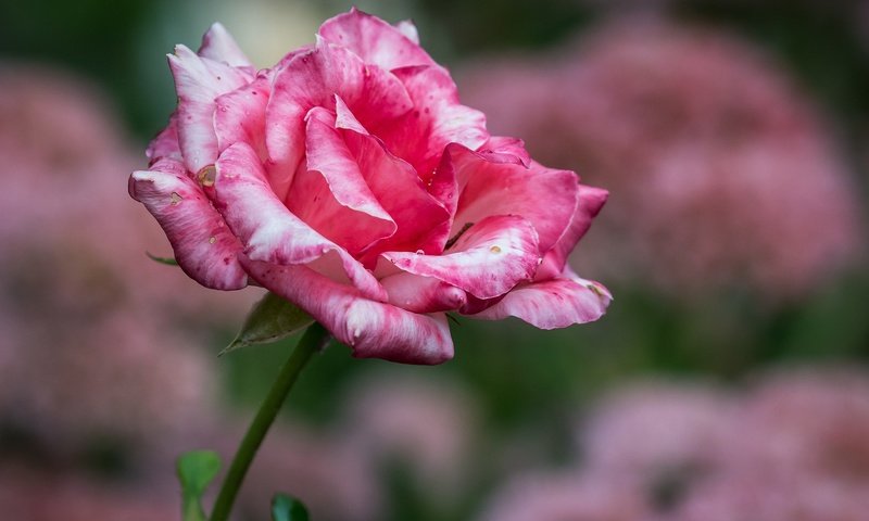 Обои фон, цветок, роза, лепестки, размытость, бутон, background, flower, rose, petals, blur, bud разрешение 2048x1427 Загрузить