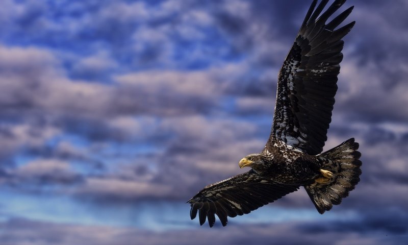 Обои небо, облака, полет, крылья, орел, птица, клюв, перья, the sky, clouds, flight, wings, eagle, bird, beak, feathers разрешение 2048x1152 Загрузить