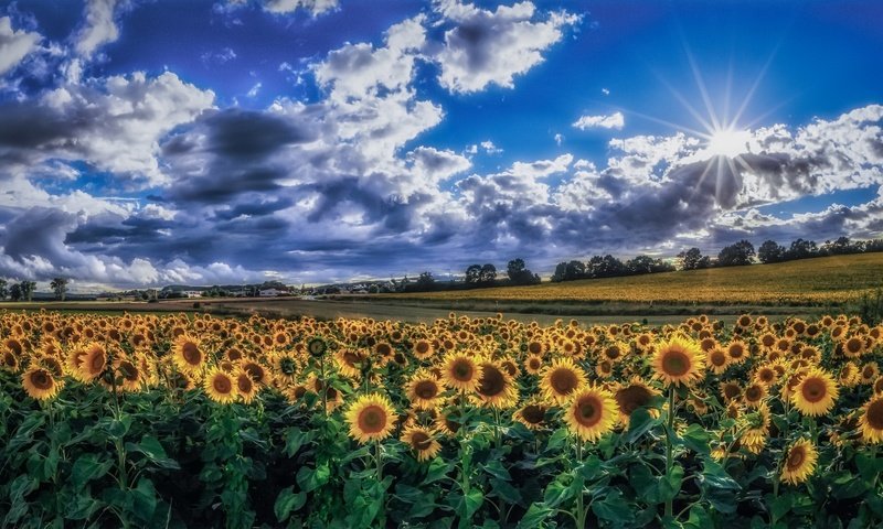 Обои небо, облака, утро, поле, лето, подсолнухи, желтые цветы, the sky, clouds, morning, field, summer, sunflowers, yellow flowers разрешение 1992x1153 Загрузить