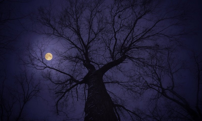 Обои небо, дерево, ветки, луна, the sky, tree, branches, the moon разрешение 3264x2162 Загрузить