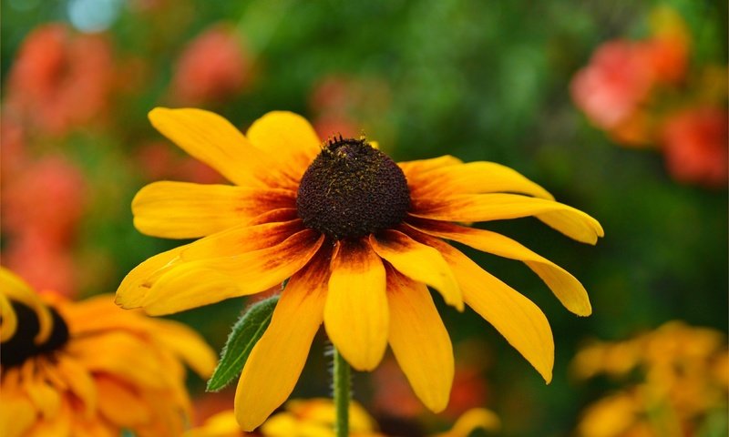 Обои желтый, цветок, лепестки, рудбекия, yellow, flower, petals, rudbeckia разрешение 3002x1854 Загрузить