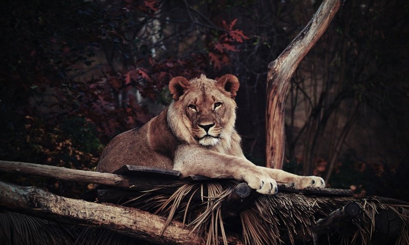 Обои морда, взгляд, лежит, хищник, лев, львица, дикая кошка, face, look, lies, predator, leo, lioness, wild cat разрешение 4608x3072 Загрузить
