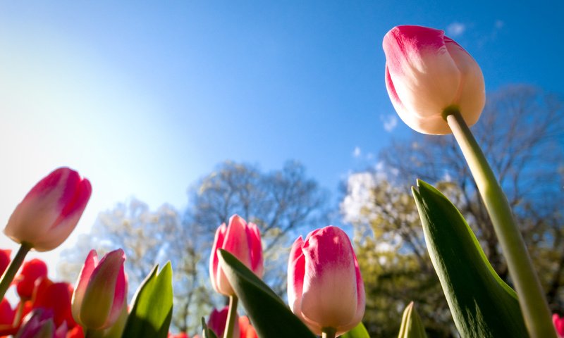 Обои небо, цветы, бутоны, листья, лепестки, весна, тюльпаны, стебли, the sky, flowers, buds, leaves, petals, spring, tulips, stems разрешение 3648x2736 Загрузить