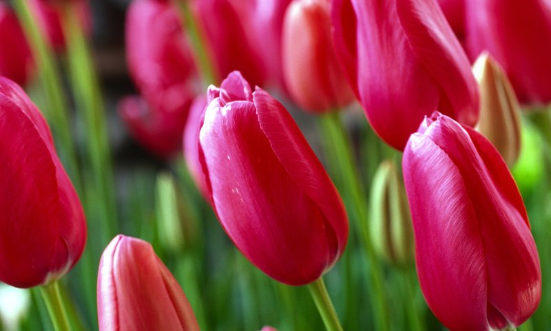 Обои цветы, бутоны, листья, лепестки, весна, тюльпаны, стебли, flowers, buds, leaves, petals, spring, tulips, stems разрешение 5120x3427 Загрузить