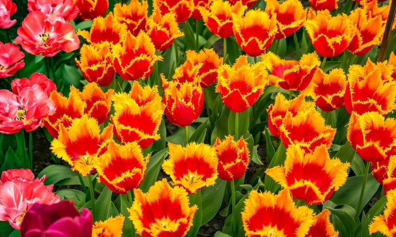 Обои цветы, бутоны, лепестки, весна, тюльпаны, flowers, buds, petals, spring, tulips разрешение 2500x1667 Загрузить