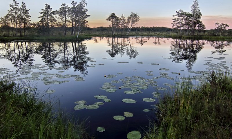 Обои трава, деревья, озеро, природа, отражение, утро, горизонт, grass, trees, lake, nature, reflection, morning, horizon разрешение 2560x1694 Загрузить