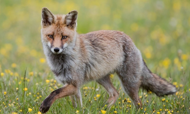 Обои морда, цветы, взгляд, рыжая, лиса, лисица, хвост, face, flowers, look, red, fox, tail разрешение 2048x1365 Загрузить