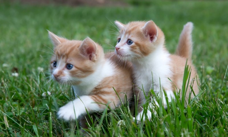 Обои трава, усы, взгляд, кошки, котята, мордочки, grass, mustache, look, cats, kittens, faces разрешение 2880x1800 Загрузить