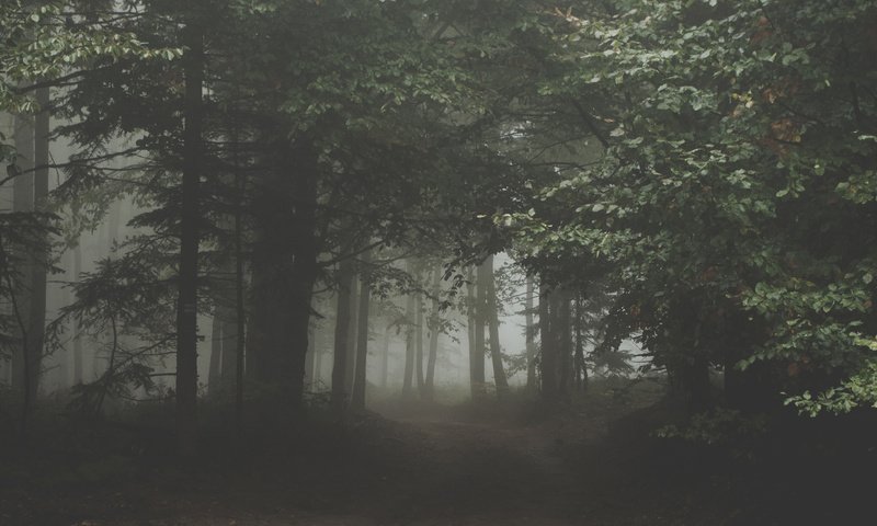 Обои природа, лес, туман, сумрак, nature, forest, fog, twilight разрешение 3840x2400 Загрузить