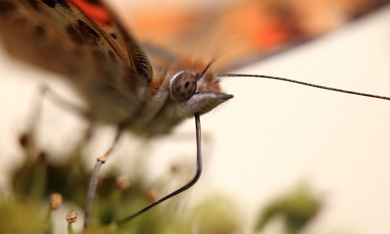 Обои макро, насекомое, бабочка, крылья, macro, insect, butterfly, wings разрешение 1920x1146 Загрузить