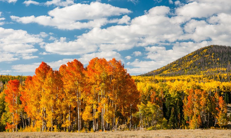 Обои деревья, лес, листья, осень, холм, trees, forest, leaves, autumn, hill разрешение 1920x1200 Загрузить