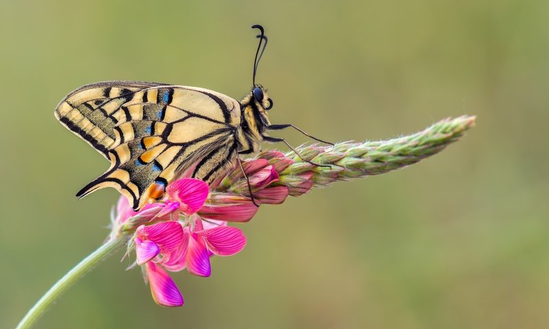 Обои макро, насекомое, цветок, бабочка, крылья, махаон, macro, insect, flower, butterfly, wings, swallowtail разрешение 2048x1365 Загрузить