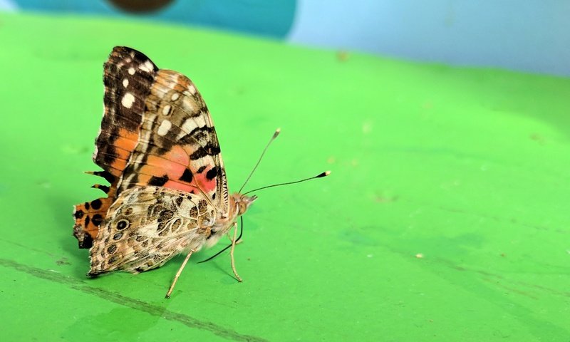 Обои насекомое, фон, бабочка, крылья, монарх, insect, background, butterfly, wings, monarch разрешение 1920x1190 Загрузить