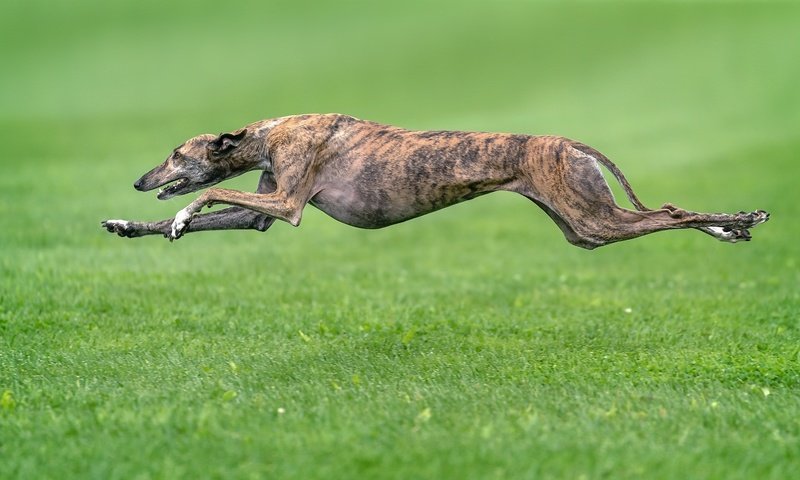 Обои трава, собака, друг, бег, борзая, grass, dog, each, running, greyhound разрешение 2048x1152 Загрузить