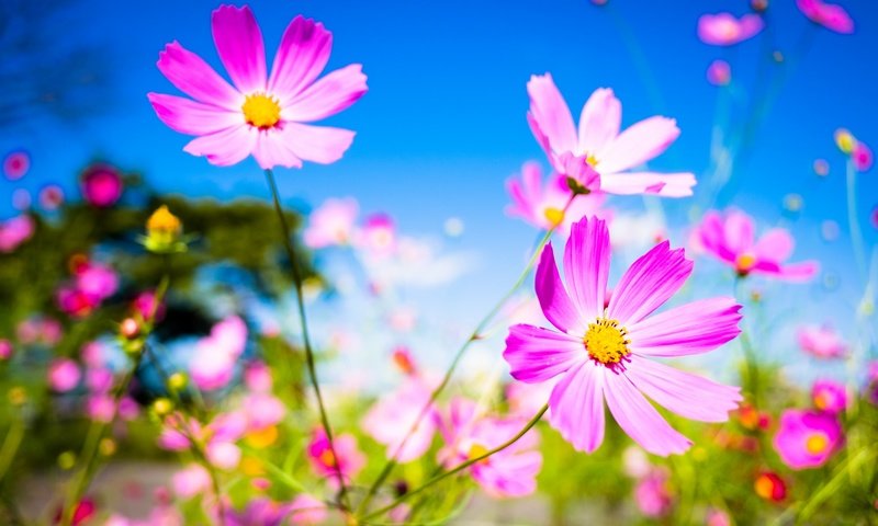 Обои небо, цветы, макро, фон, лепестки, стебли, космея, the sky, flowers, macro, background, petals, stems, kosmeya разрешение 2048x1365 Загрузить