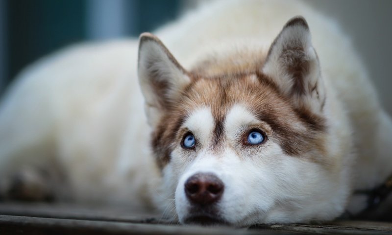 Обои мордочка, взгляд, собака, хаски, голубые глаза, сибирский хаски, muzzle, look, dog, husky, blue eyes, siberian husky разрешение 1924x1135 Загрузить