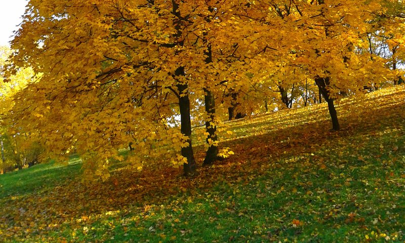 Обои деревья, природа, парк, листва, осень, желтые листья, trees, nature, park, foliage, autumn, yellow leaves разрешение 1920x1200 Загрузить