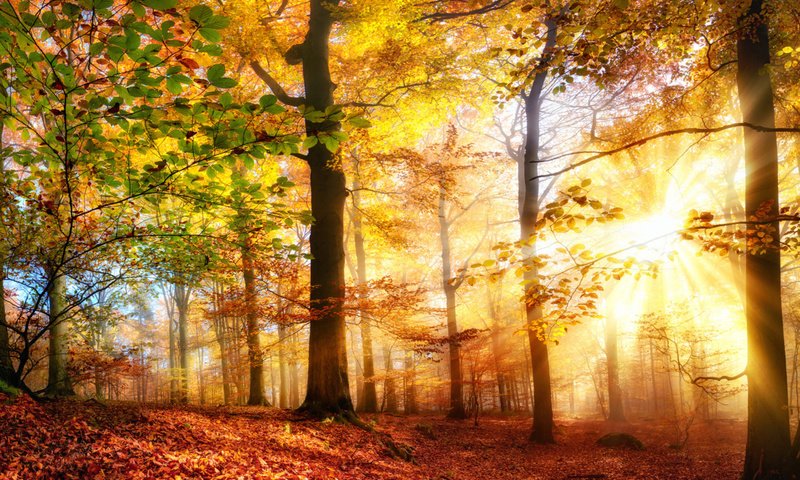 Обои деревья, солнце, природа, лес, лучи, осень, солнечный свет, smileus, trees, the sun, nature, forest, rays, autumn, sunlight разрешение 1920x1200 Загрузить