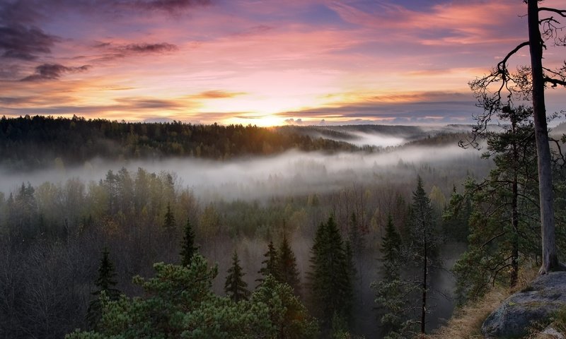 Обои деревья, восход, лес, пейзаж, утро, туман, национальный парк, финляндия, trees, sunrise, forest, landscape, morning, fog, national park, finland разрешение 3840x2160 Загрузить