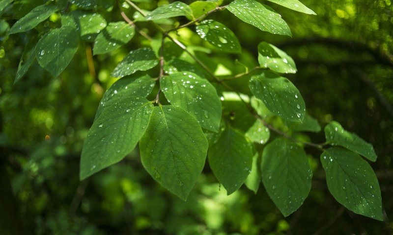 Обои листья, макро, ветки, капли, leaves, macro, branches, drops разрешение 1920x1200 Загрузить